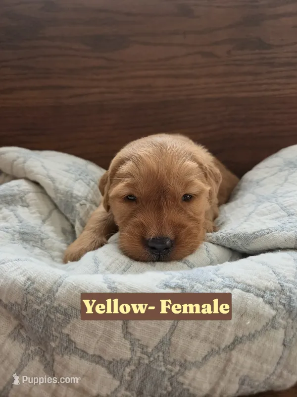 Yellow Collar – Golden Retriever, Irish Setter puppy for sale in Eureka, IL