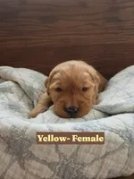 Yellow Collar, a female Golden Retriever and Irish Setter for sale in Eureka, IL – 1 of 1
