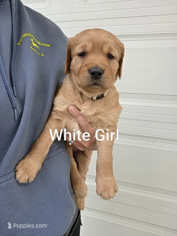White Collar – Golden Retriever, Irish Setter puppy for sale in Eureka, IL
