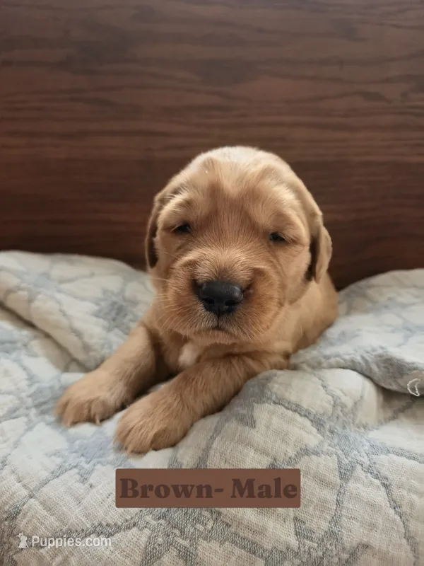 Brown Collar – Golden Retriever, Irish Setter puppy for sale in Eureka, IL
