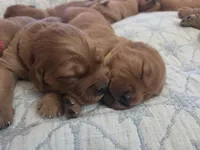 Golden Irish , a female Golden Irish for sale in Eureka, IL – 6 of 9