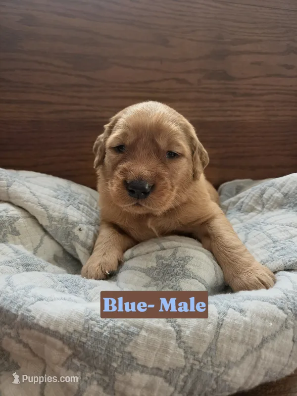 Blue Collar – Golden Retriever, Irish Setter puppy for sale in Eureka, IL
