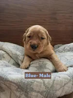 Blue Collar, a male Golden Retriever and Irish Setter for sale in Eureka, IL – 1 of 1
