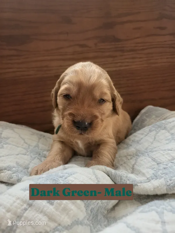 Dark Green Collar – Golden Retriever, Irish Setter puppy for sale in Eureka, IL