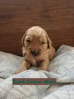 Dark Green Collar, a male Golden Retriever and Irish Setter for sale in Eureka, IL – 1 of 1