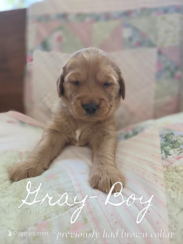 Brown Collar – Golden Retriever, Irish Setter puppy for sale in Eureka, IL