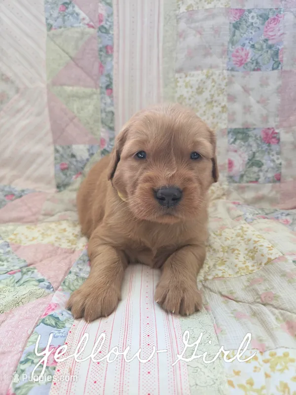 Yellow Collar – Golden Retriever, Irish Setter puppy for sale in Eureka, IL