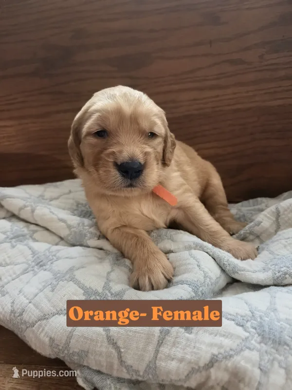 Orange Collar – Golden Retriever, Irish Setter puppy for sale in Eureka, IL