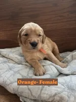 Orange Collar, a female Golden Retriever and Irish Setter for sale in Eureka, IL – 1 of 1