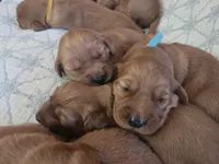 Golden Irish , a female Golden Irish for sale in Eureka, IL – 9 of 9