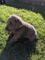 Bright Green, a male Labrador Retriever for sale in Adrian, TX – 2 of 2