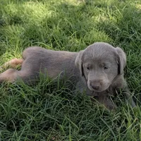 Black, a male Labrador Retriever for sale in Adrian, TX – 2 of 2