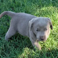 White, a male Labrador Retriever for sale in Adrian, TX – 2 of 2