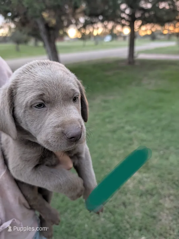 Dark Green – Labrador Retriever puppy for sale in Adrian, TX