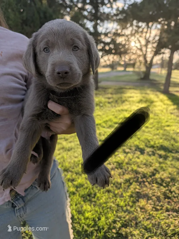 Black – Labrador Retriever puppy for sale in Adrian, TX