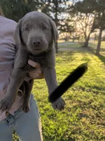 Black, a male Labrador Retriever for sale in Adrian, TX – 1 of 2