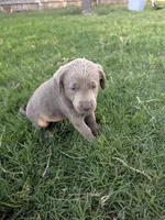 Dark Green, a female Labrador Retriever for sale in Adrian, TX – 2 of 2