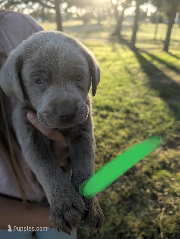 Bright Green – Labrador Retriever puppy for sale in Adrian, TX