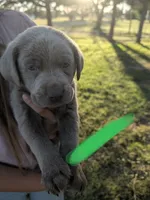 Bright Green, a male Labrador Retriever for sale in Adrian, TX – 1 of 2
