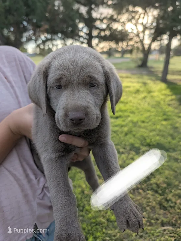 White – Labrador Retriever puppy for sale in Adrian, TX