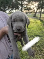 White, a male Labrador Retriever for sale in Adrian, TX – 1 of 2