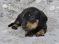Smooth Black & Tan Male , a male Dachshund for sale in Phoenix, AZ – 5 of 10