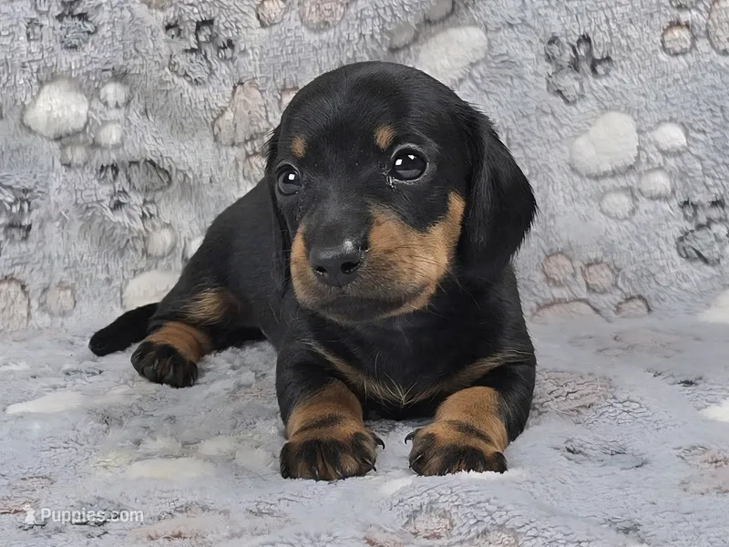 Smooth Black & Tan Male  – Dachshund puppy on hold in Phoenix, AZ
