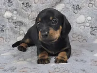 Smooth Black & Tan Male , a male Dachshund for sale in Phoenix, AZ – 1 of 10