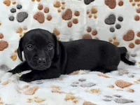 Smooth Black Male, a male Dachshund for sale in Phoenix, AZ – Photo 2 of 10