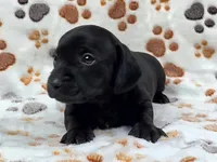 Smooth Black Male, a male Dachshund for sale in Phoenix, AZ – Photo 10 of 10