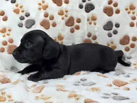 Smooth Black Male, a male Dachshund for sale in Phoenix, AZ – Photo 4 of 10