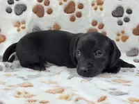 Smooth Black Male, a male Dachshund for sale in Phoenix, AZ – Photo 3 of 10