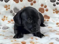 Smooth Black Male, a male Dachshund for sale in Phoenix, AZ – Photo 9 of 10
