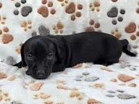 Smooth Black Male, a male Dachshund for sale in Phoenix, AZ – Photo 5 of 10
