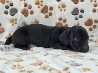 Smooth Black Male, a male Dachshund for sale in Phoenix, AZ – Photo 6 of 10