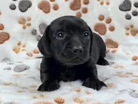 Smooth Black Male, a male Dachshund for sale in Phoenix, AZ – Photo 1 of 10