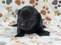 Smooth Black Male, a male Dachshund for sale in Phoenix, AZ – Photo 8 of 10
