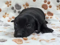 Smooth Black Male, a male Dachshund for sale in Phoenix, AZ – Photo 7 of 10