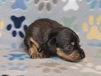 Longhaired Dapple Male, a male Dachshund for sale in Phoenix, AZ – Photo 4 of 10