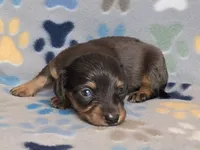 Longhaired Dapple Male, a male Dachshund for sale in Phoenix, AZ – Photo 3 of 10