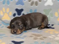Longhaired Dapple Male, a male Dachshund for sale in Phoenix, AZ – Photo 5 of 10