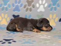 Longhaired Dapple Male, a male Dachshund for sale in Phoenix, AZ – Photo 6 of 10