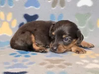Longhaired Dapple Male, a male Dachshund for sale in Phoenix, AZ – Photo 1 of 10