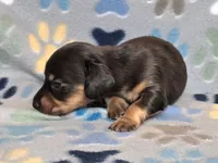 Longhaired Dapple Male, a male Dachshund for sale in Phoenix, AZ – Photo 9 of 10