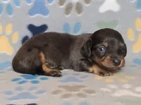 Longhaired Dapple Male, a male Dachshund for sale in Phoenix, AZ – Photo 2 of 10