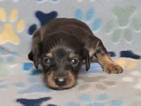 Longhaired Dapple Male, a male Dachshund for sale in Phoenix, AZ – Photo 8 of 10