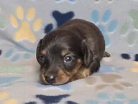 Longhaired Dapple Male, a male Dachshund for sale in Phoenix, AZ – Photo 7 of 10