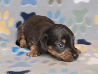 Longhaired Dapple Male, a male Dachshund for sale in Phoenix, AZ – Photo 10 of 10