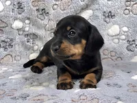 Smooth Black & Tan Male , a male Dachshund for sale in Phoenix, AZ – 10 of 10