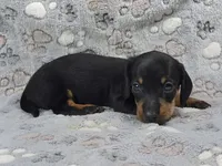 Smooth Black & Tan Male , a male Dachshund for sale in Phoenix, AZ – 4 of 10